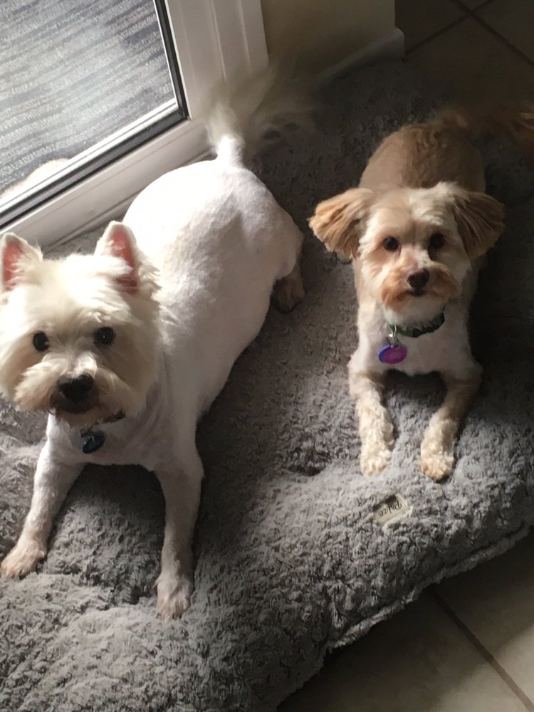 Joe Dog Grooming