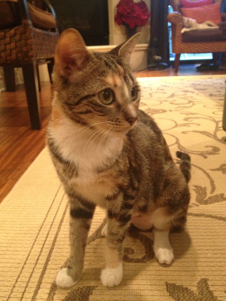 Nine Lives Rescue Center Loran Slama