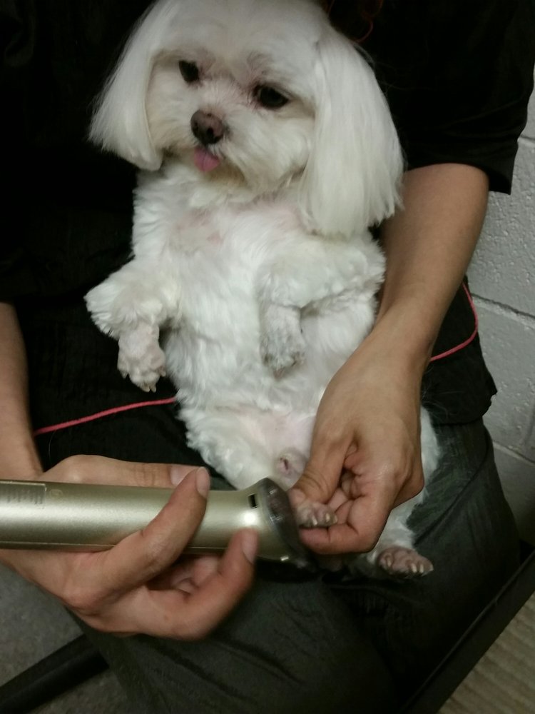Puppy & I