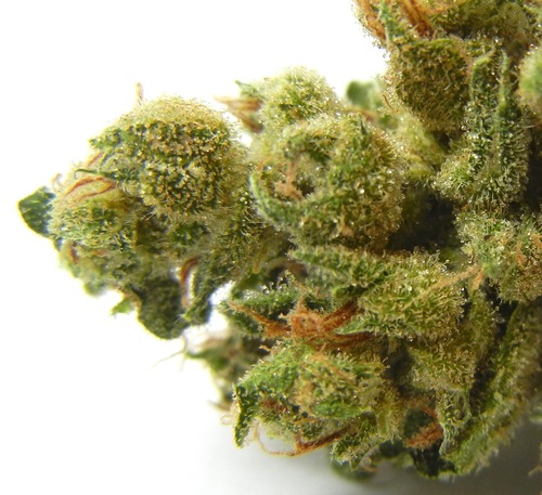 Fire House Cannabis Dispensary